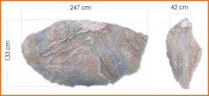 1c